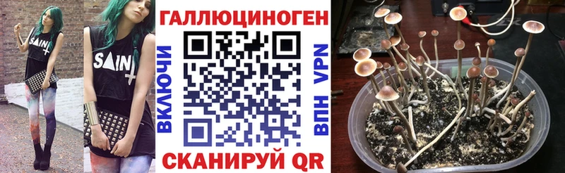 Псилоцибиновые грибы Psilocybe Мезень